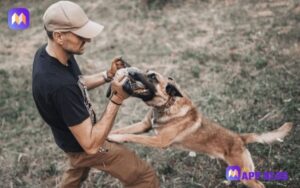 Experienced Dog Bite Lawyer San Bernardino: Protecting Your Rights