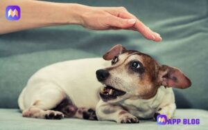 Protect Your Rights: Dog Bite Lawyer Fresno for Legal Support